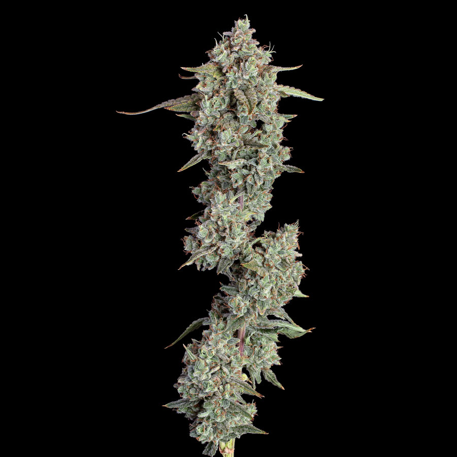 Everglades OG 2