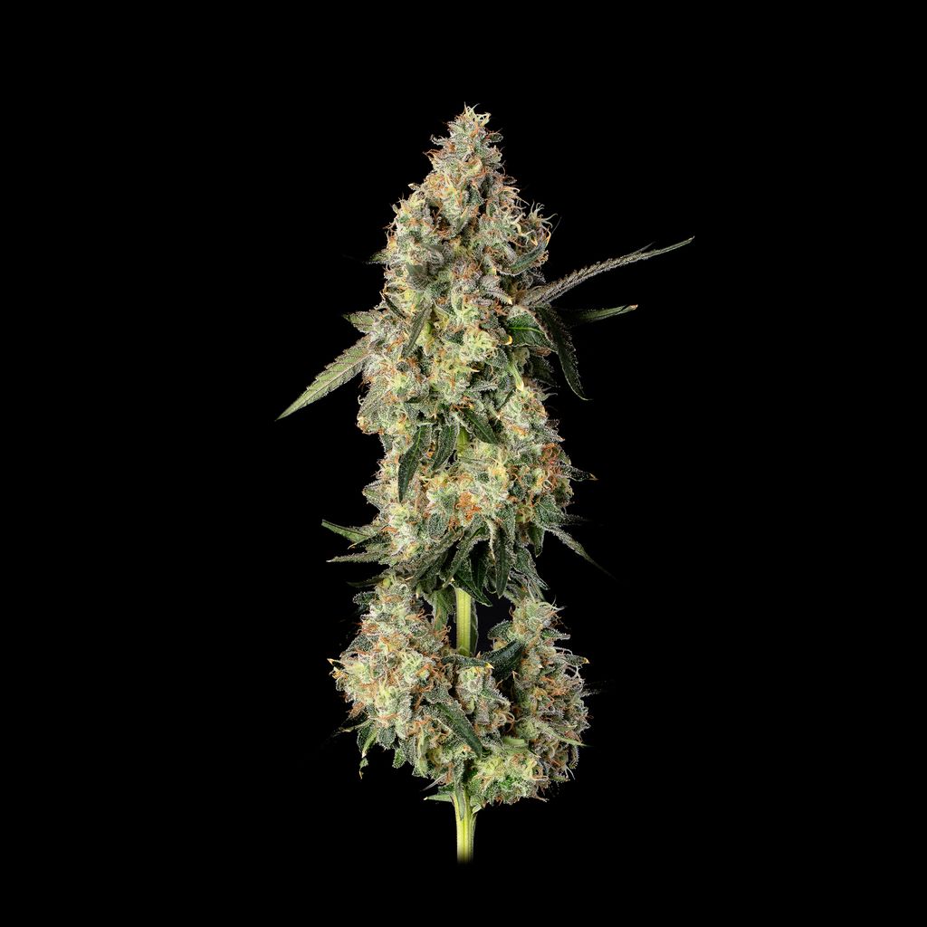 Lemon Smuggler 2