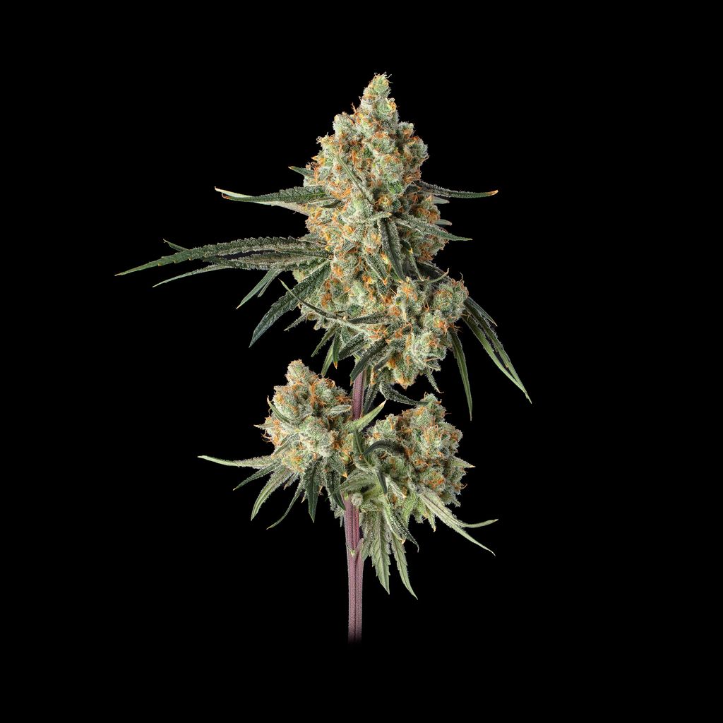 Sour Berry Shake 2