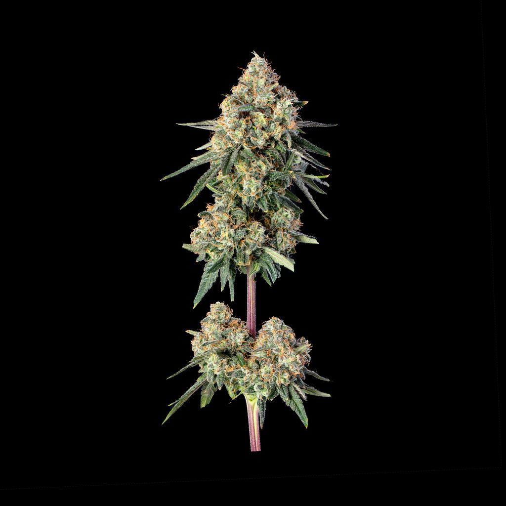 Permanent Haze 2