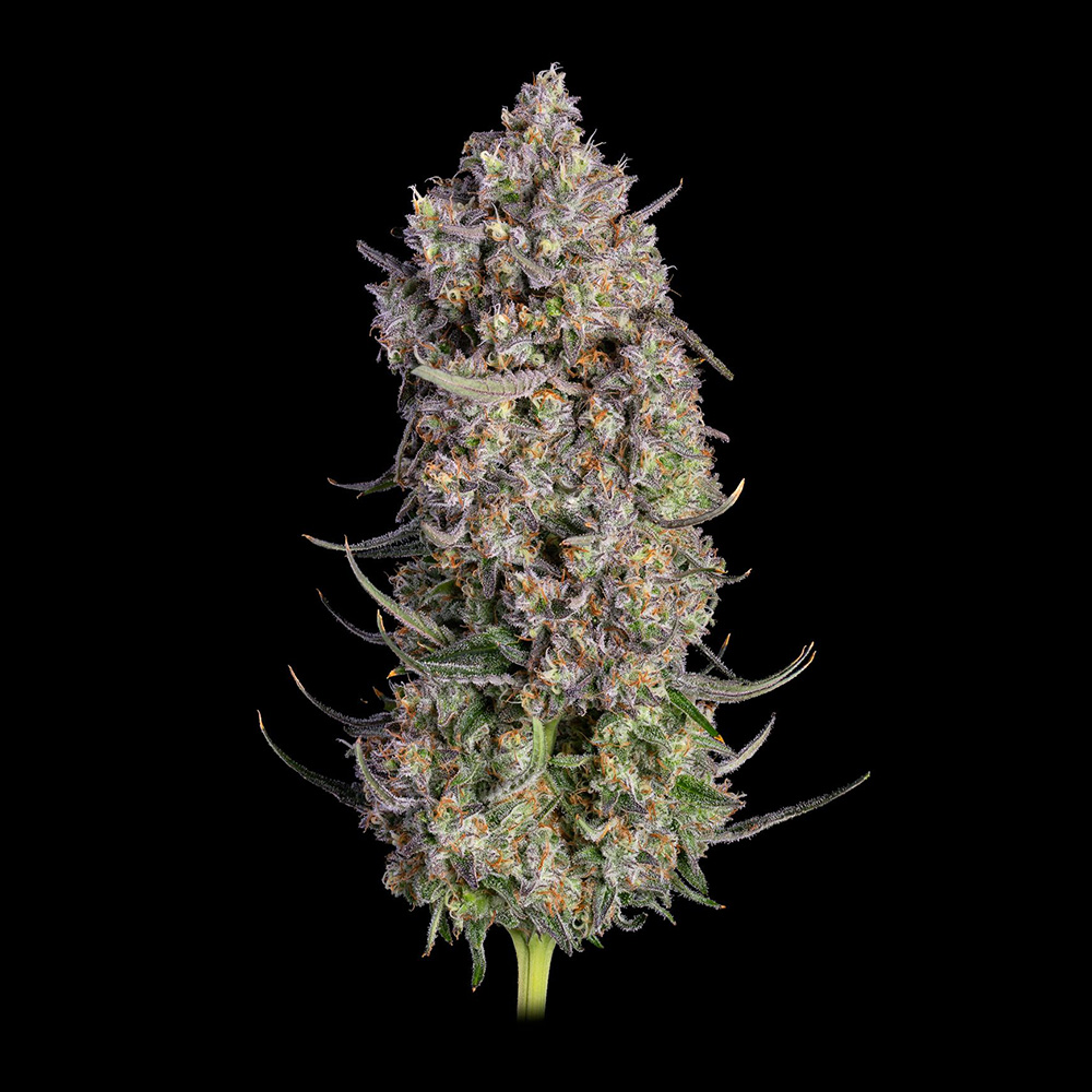 Truffle Bomb 2