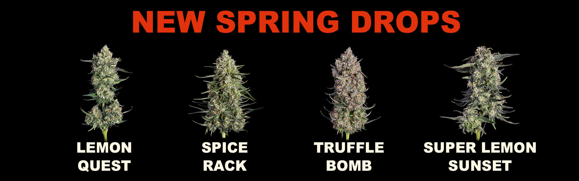 New Spring Drops