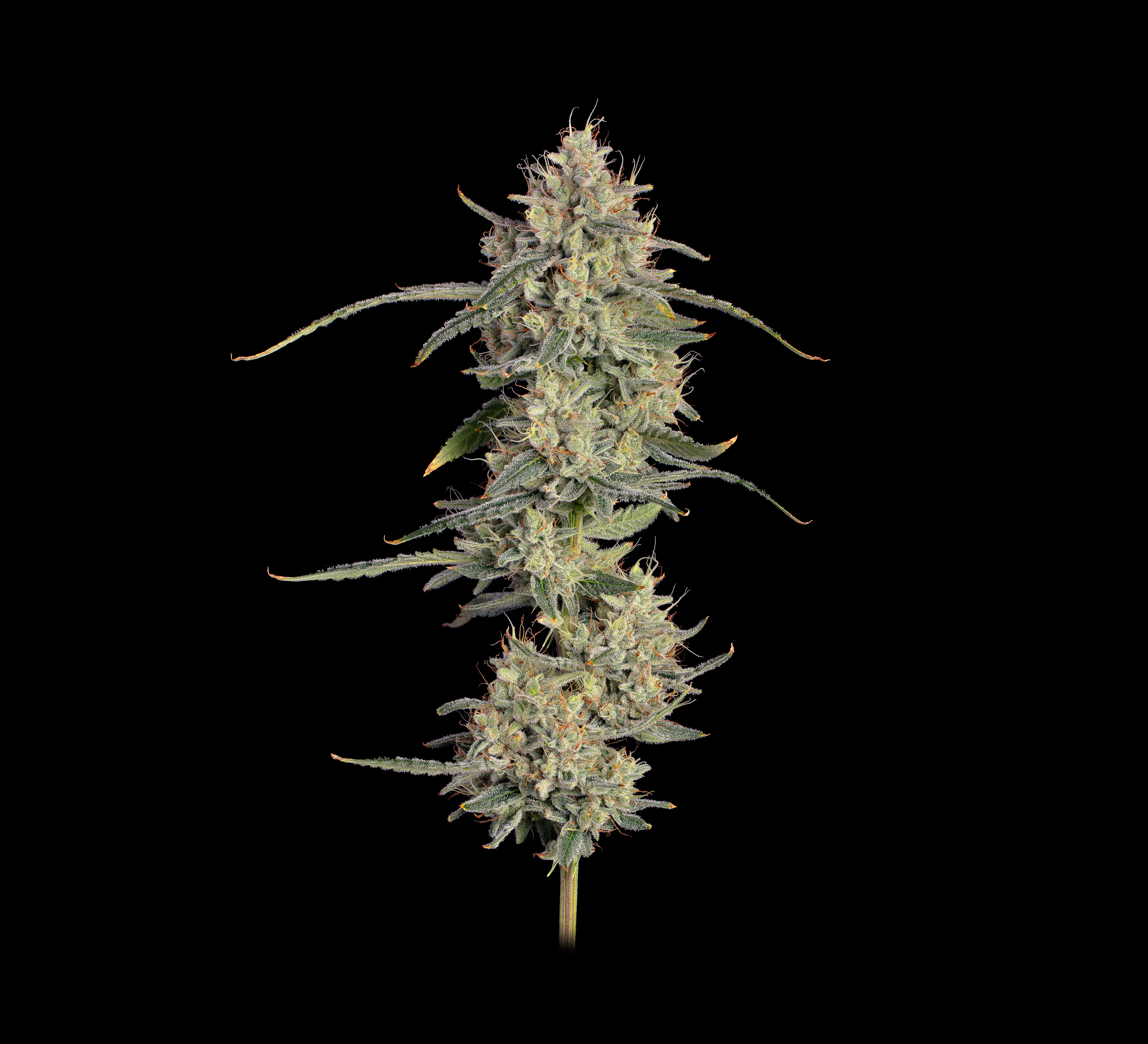 Cosmo Cookies 2